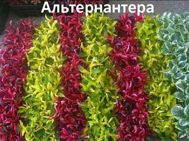 Альтернантера 