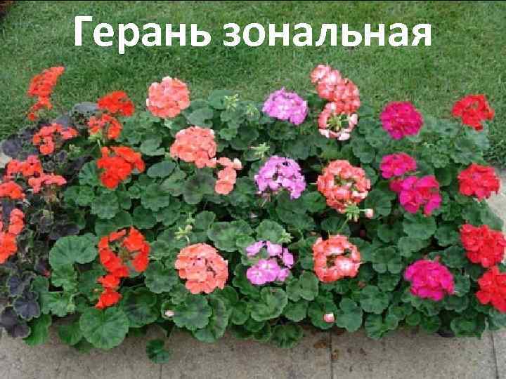 Герань зональная 