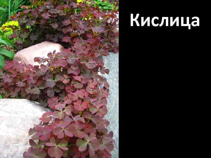 Кислица 