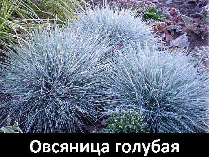 Овсяница голубая 