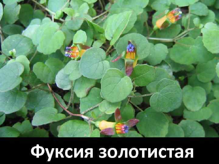 Фуксия золотистая 