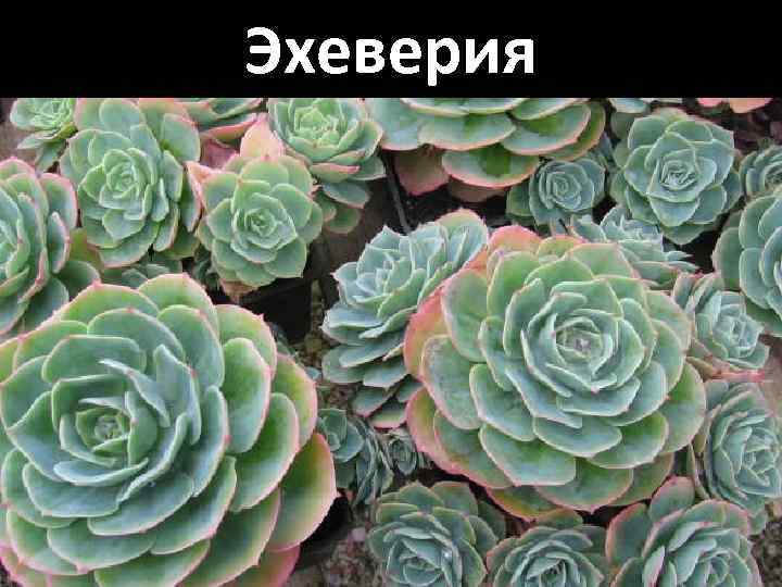 Эхеверия 