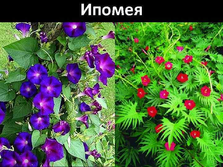 Ипомея 