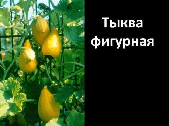 Тыква фигурная 