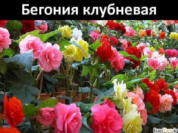 Бегония клубневая 