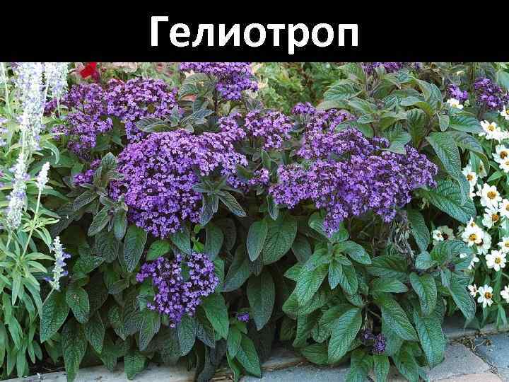 Гелиотроп 