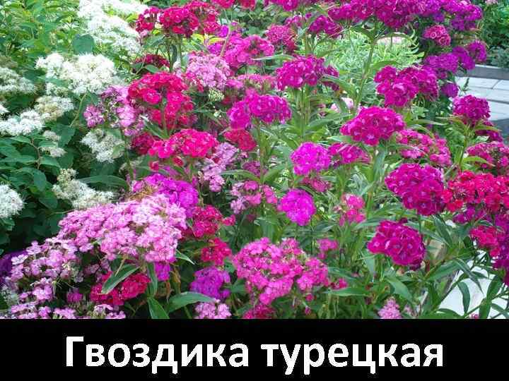 Гвоздика турецкая 