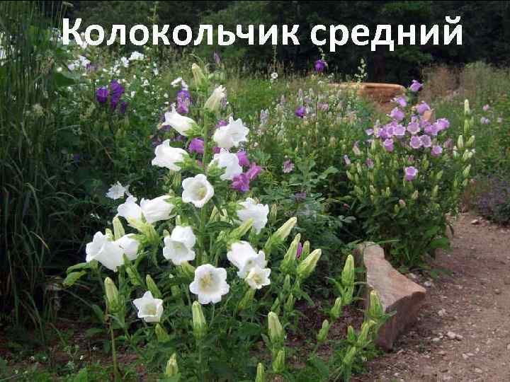 Колокольчик средний 