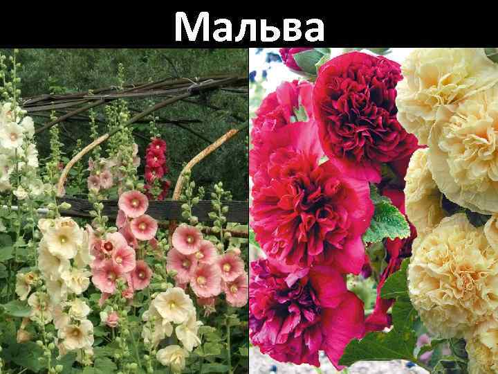 Мальва 