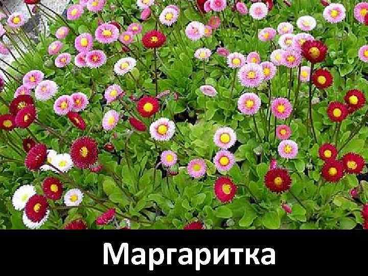 Маргаритка 