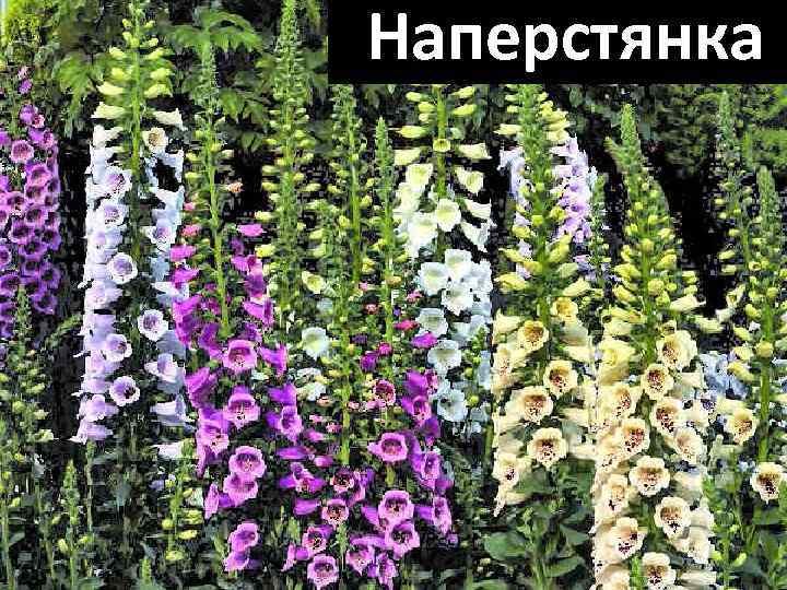 Наперстянка 