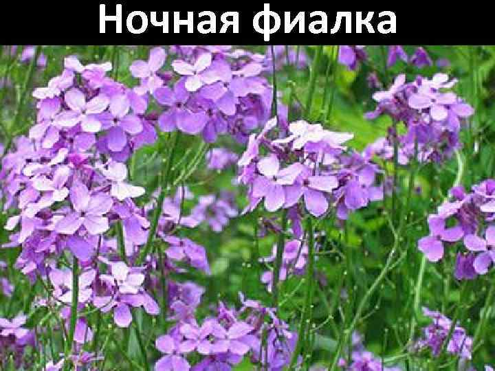 Ночная фиалка 