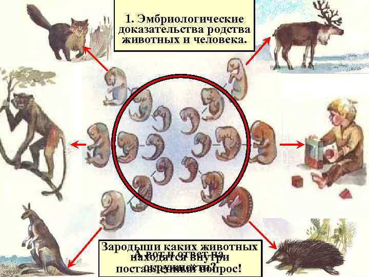 1. Эмбриологические доказательства родства животных и человека. Зародыши каких животных А вот и ответ