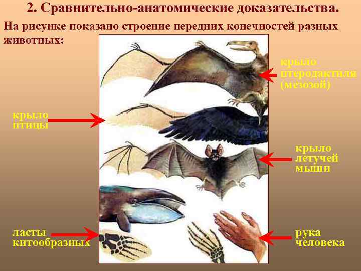 2. Сравнительно-анатомические доказательства. На рисунке показано строение передних конечностей разных животных: крыло птеродактиля (мезозой)