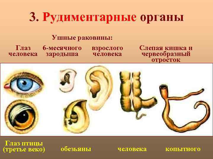 3. Рудиментарные органы Ушные раковины: Глаз 6 -месячного взрослого человека зародыша человека Глаз птицы