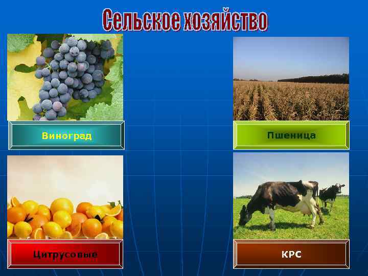 Виноград Пшеница Цитрусовые КРС 
