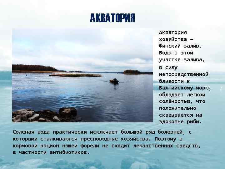 АКВАТОРИЯ Акватория хозяйства – Финский залив. Вода в этом участке залива, в силу непосредственной