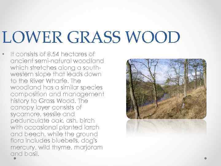 LOWER GRASS WOOD • It consists of 8. 54 hectares of ancient semi-natural woodland
