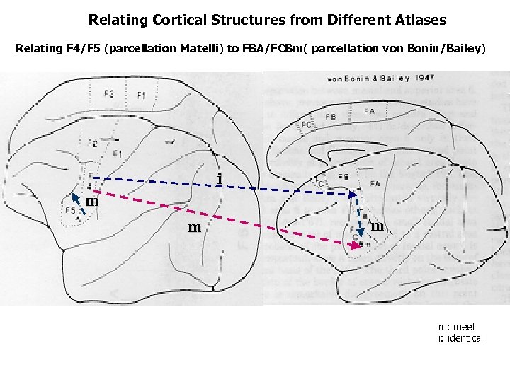 Relating Cortical Structures from Different Atlases Relating F 4/F 5 (parcellation Matelli) to FBA/FCBm(