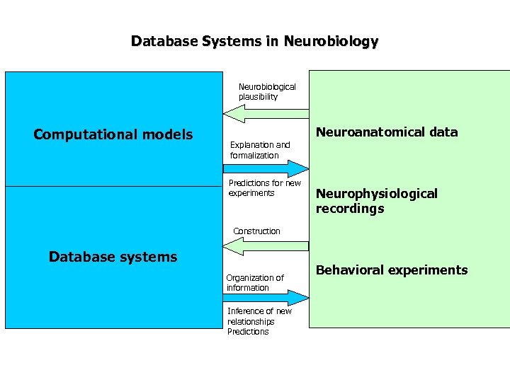 Database Systems in Neurobiology Neurobiological plausibility Computational models Neuroanatomical data Explanation and formalization Predictions