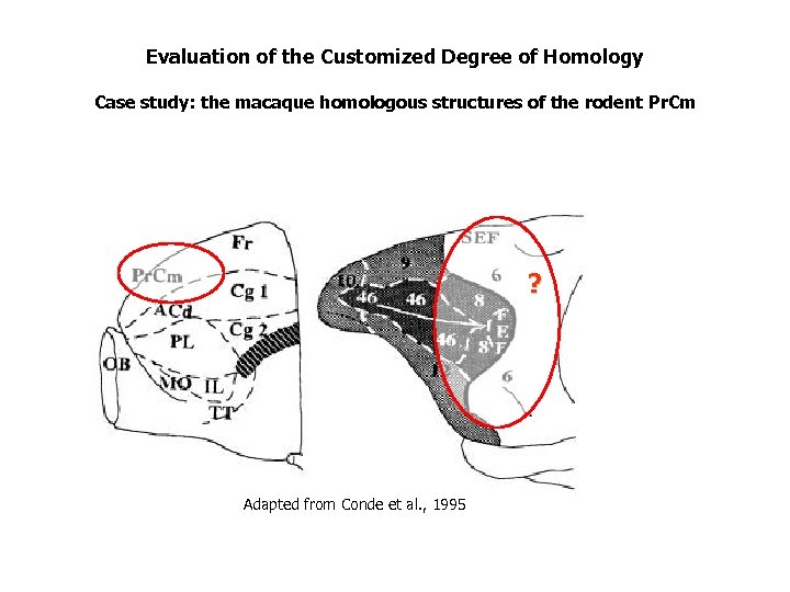 Evaluation of the Customized Degree of Homology Case study: the macaque homologous structures of