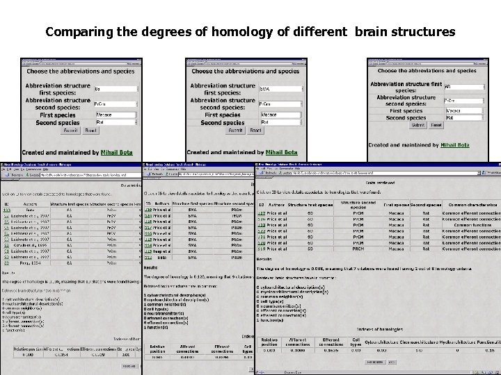 Comparing the degrees of homology of different brain structures 