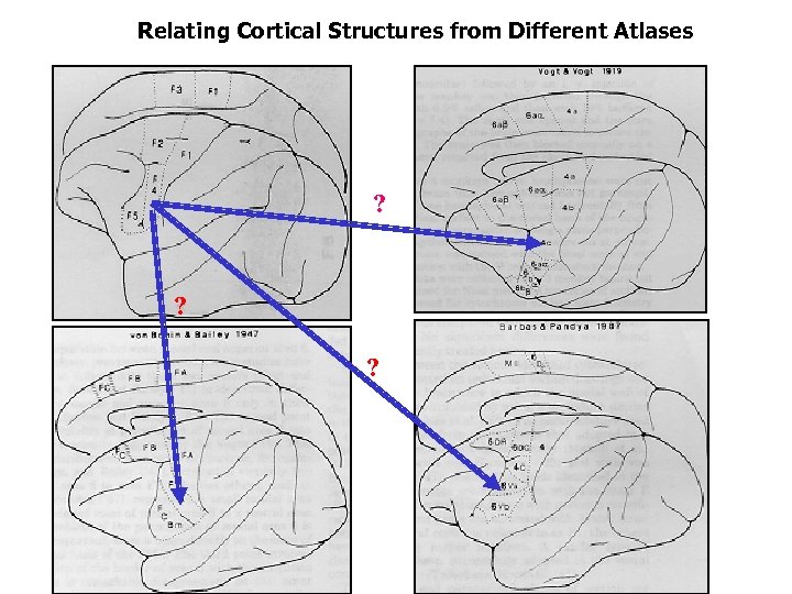 Relating Cortical Structures from Different Atlases ? ? ? 