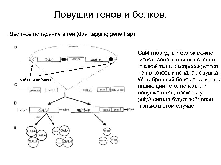 Ловушки генов и белков. Двойное попадание в ген (dual tagging gene trap) Сайты сплайсинга