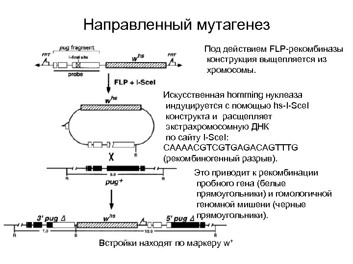 Направленный мутагенез Под действием FLP-рекомбиназы конструкция выщепляется из хромосомы. Искусственная homming нуклеаза индуцируется с