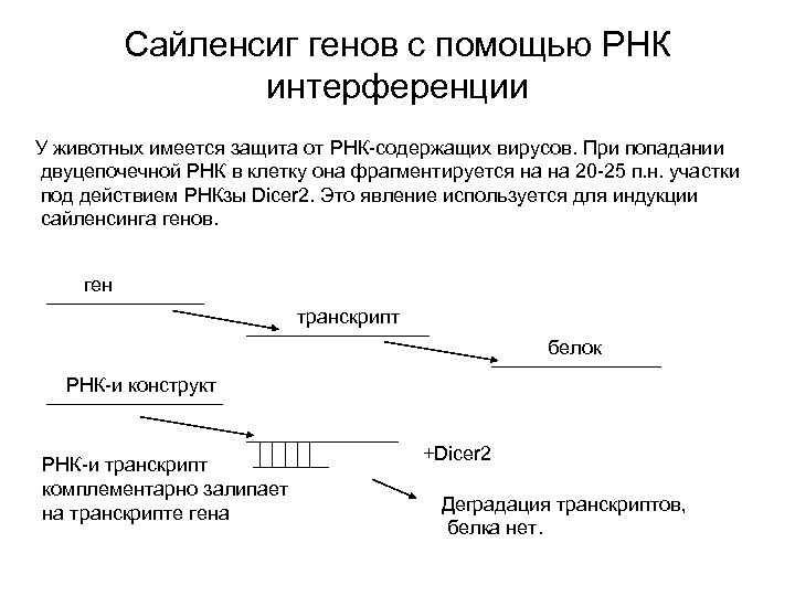 Сайленсиг генов с помощью РНК интерференции У животных имеется защита от РНК-содержащих вирусов. При