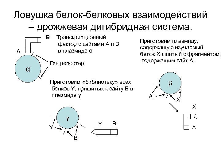 Ловушка белок-белковых взаимодействий – дрожжевая дигибридная система. B Транскрипционный фактор с сайтами A и