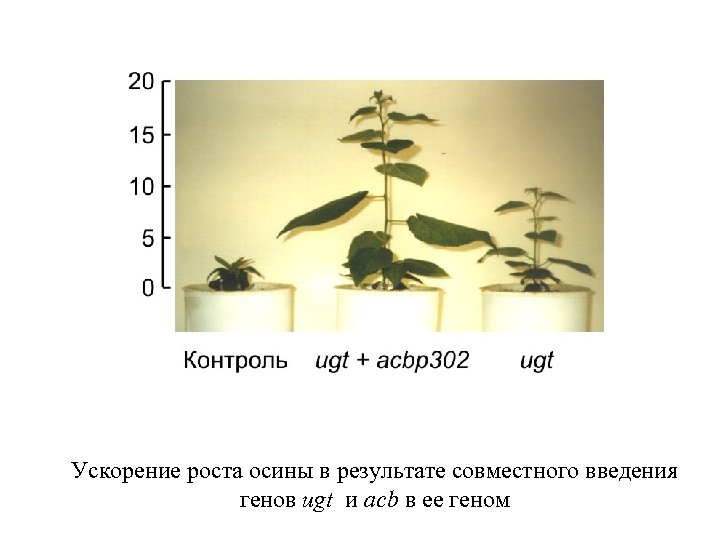 Ускорение роста осины в результате совместного введения генов ugt и acb в ее геном