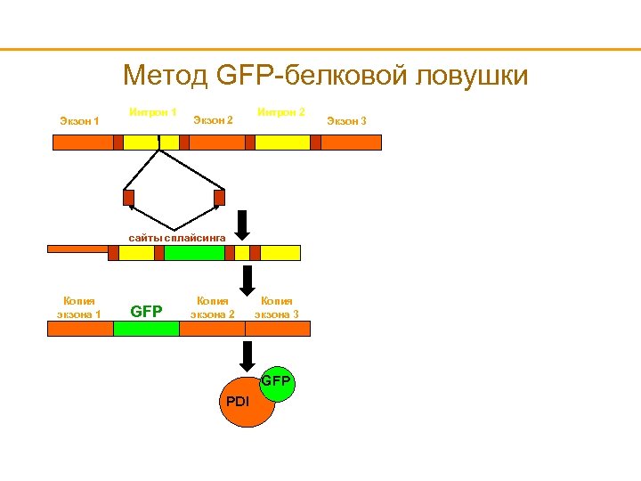 Метод GFP-белковой ловушки Экзон 1 Интрон 1 Экзон 2 Интрон 2 сайты сплайсинга Копия
