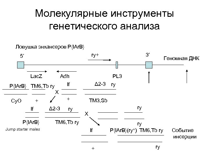 Молекулярные инструменты генетического анализа Ловушка энхансеров P{l. Ar. B} ry+ 5’ Lac. Z Adh