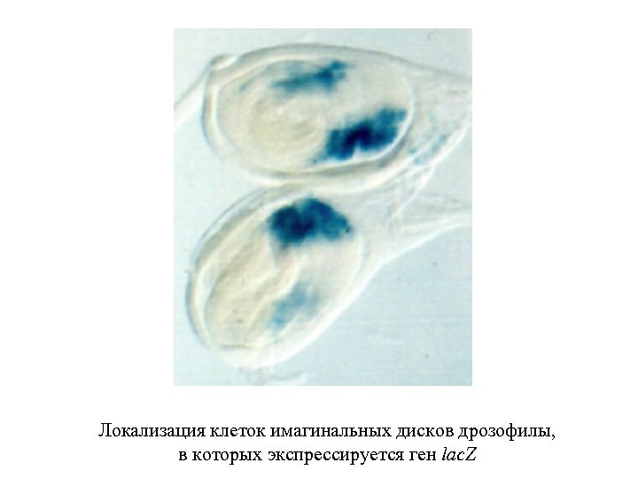 Локализация клеток имагинальных дисков дрозофилы, в которых экспрессируется ген lac. Z 