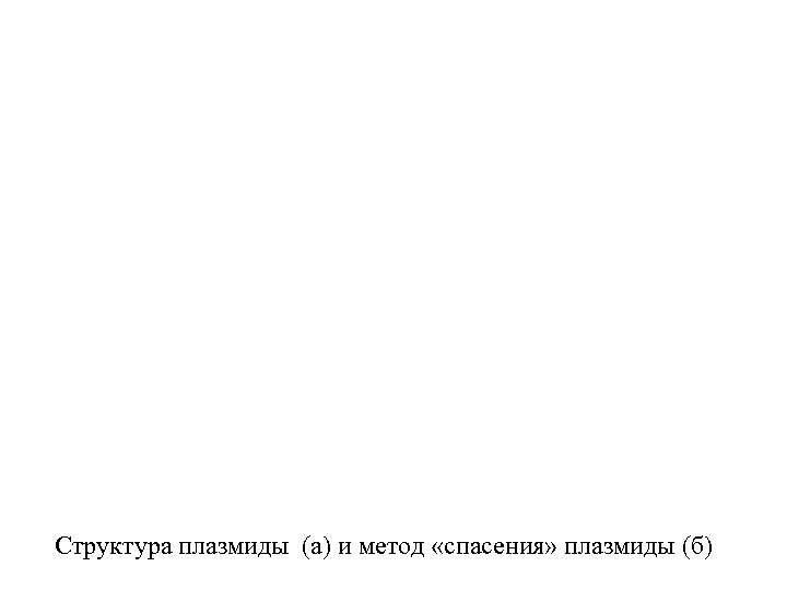 Структура плазмиды (а) и метод «спасения» плазмиды (б) 