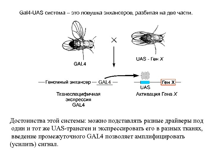 Gal 4 -UAS система – это ловушка энхансеров, разбитая на две части. Достоинства этой
