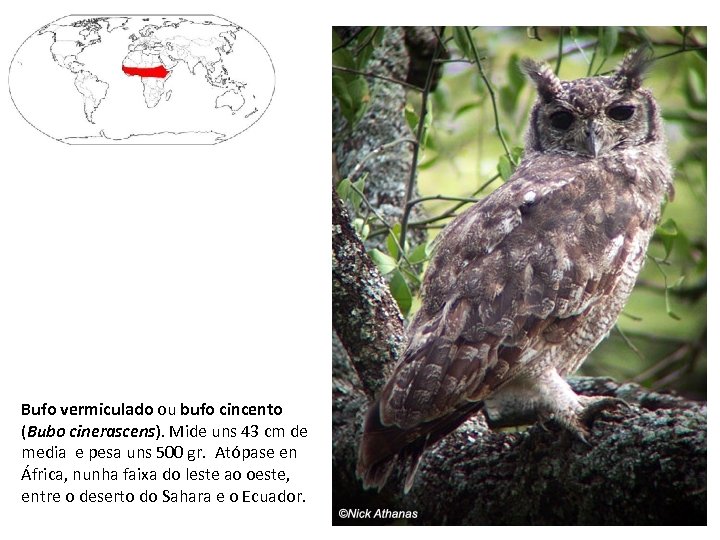 Bufo vermiculado ou bufo cincento (Bubo cinerascens). Mide uns 43 cm de media e