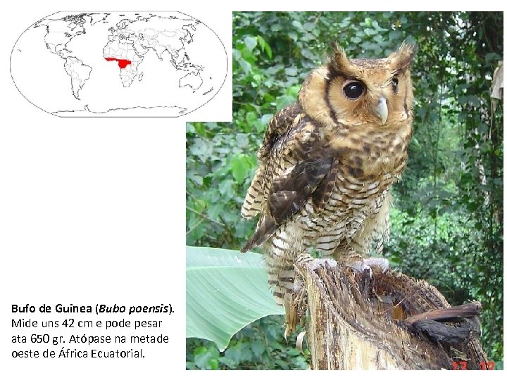 Bufo de Guinea (Bubo poensis). Mide uns 42 cm e pode pesar ata 650