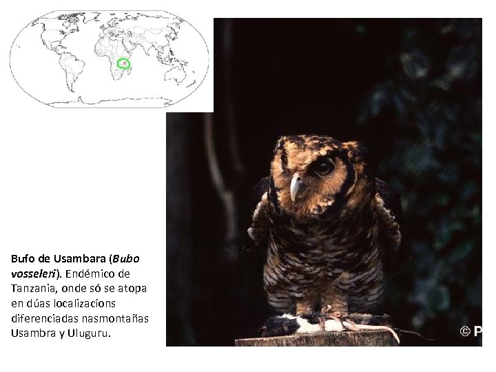 Bufo de Usambara (Bubo vosseleri). Endémico de Tanzania, onde só se atopa en dúas