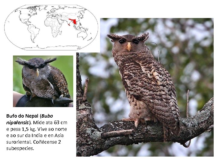 Bufo do Nepal (Bubo nipalensis). Mide ata 63 cm e pesa 1, 5 kg.
