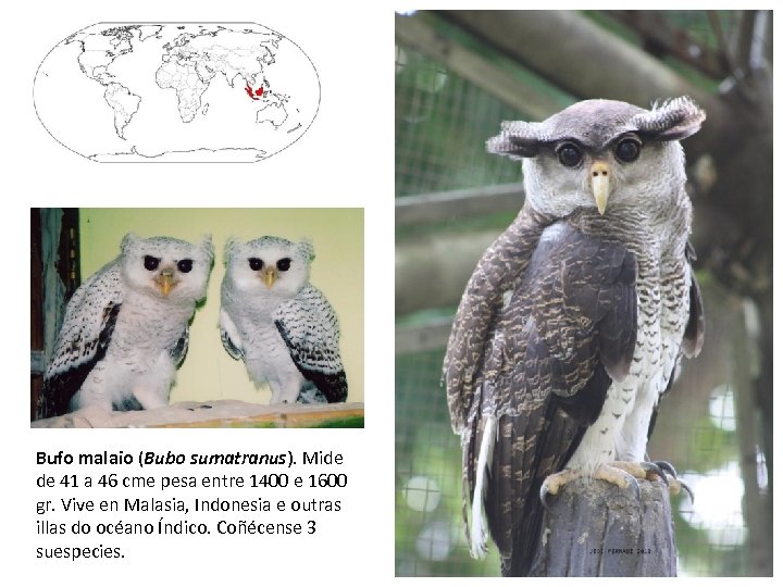 Bufo malaio (Bubo sumatranus). Mide de 41 a 46 cme pesa entre 1400 e