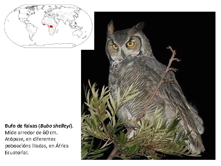 Bufo de faixas (Bubo shelleyi). Mide arredor de 60 cm. Atópase, en diferentes poboacións