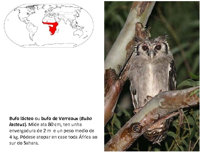 Bufo lácteo ou bufo de Verreaux (Bubo lacteus). Mide ata 80 cm, ten unha