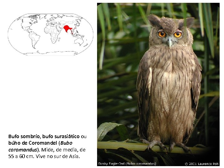 Bufo sombrío, bufo surasiático ou búho de Coromandel (Bubo coromandus). Mide, de media, de