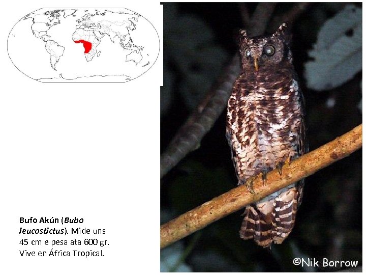 Bufo Akún (Bubo leucostictus). Mide uns 45 cm e pesa ata 600 gr. Vive