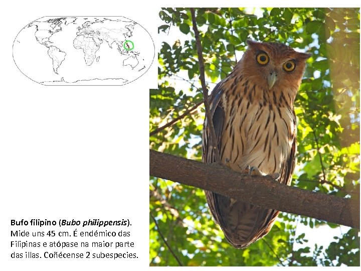 Bufo filipino (Bubo philippensis). Mide uns 45 cm. É endémico das Filipinas e atópase