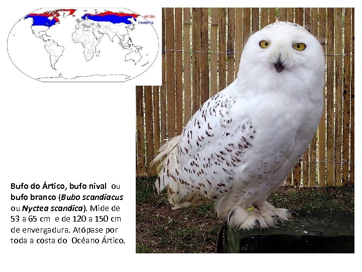 Bufo do Ártico, bufo nival ou bufo branco (Bubo scandiacus ou Nyctea scandica). Mide