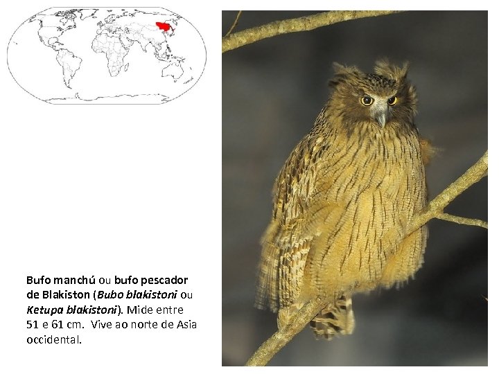 Bufo manchú ou bufo pescador de Blakiston (Bubo blakistoni ou Ketupa blakistoni). Mide entre