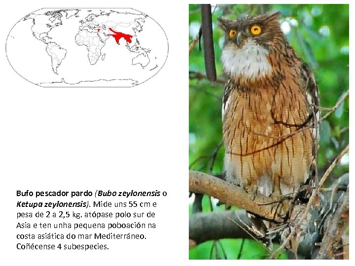 Bufo pescador pardo (Bubo zeylonensis o Ketupa zeylonensis). Mide uns 55 cm e pesa